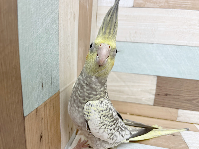 オカメインコ