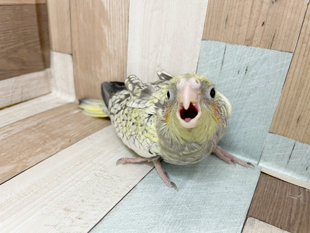 オカメインコ