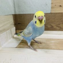 超ホヤホヤ最新画像♪歩き方がポイント高いねぇ　セキセイインコ　レインボー