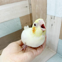 ご飯の時間はてちてち…オカメインコヒナ(ルチノー)