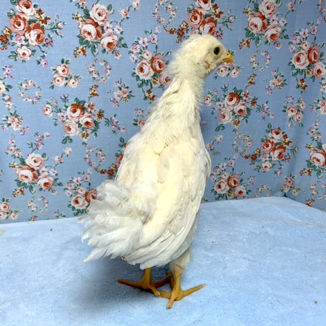 房総地鶏とアローカナ🐤🐤🐤…♪*゚ 5月16日 房総地鶏とアローカナ