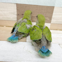 この可愛い後ろ姿は！？コザクラインコヒナ(ノーマル)