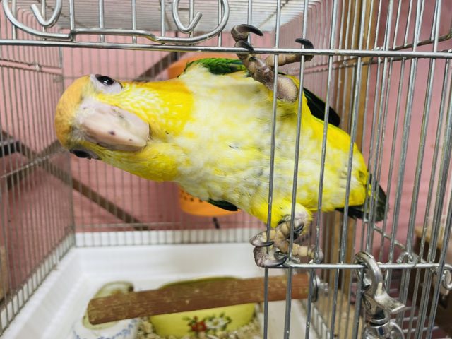 シロハラインコ