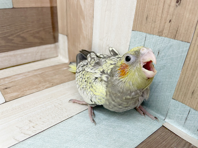 オカメインコ