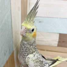 怖がりさんだけど手乗りさん♥オカメインコ(パール)