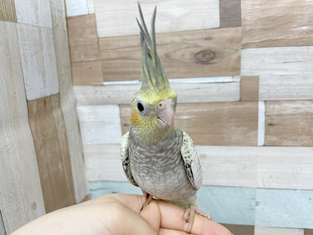 オカメインコ