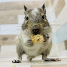 デグー(パイド)の女の子入荷しました♥️