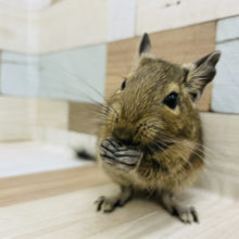 デグー(ノーマル)の女の子入荷しました♥️