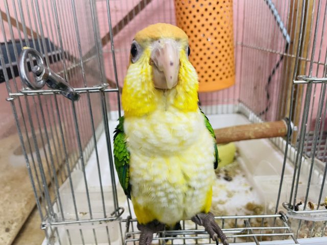 シロハラインコ