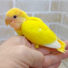 美しいビタミンカラー　小桜インコ☆イエローオレンジフェイス　2021年06月07日