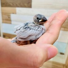 手におさまるとまったり♪シルバー文鳥さん☆