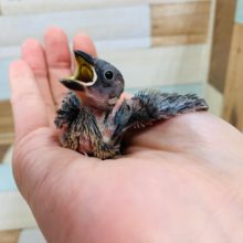 定番人気☆桜文鳥さん♪