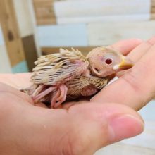 不動の人気♪シナモン文鳥さん☆