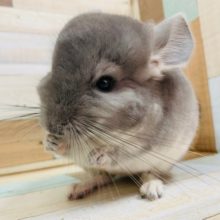 なでなでできます！チンチラ(ヴァイオレット)くん♪