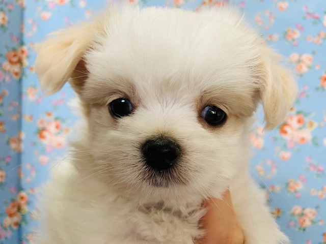 どの表情もたまらなく可愛い♡ミックス犬(マル×チワ)くん☆