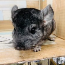 真横になって寝る姿が可愛い♡チンチラ(グレー)くん☆