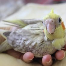 手乗りオカメインコ ヒナちゃん（シナモンパール）