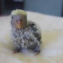 手乗りコザクラインコ（ブルーチェリーパイド）ヒナちゃん