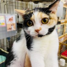 三毛柄?!アメリカンショートヘアの女のコ♡