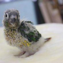 手乗りウロコインコ（ワキコガネ）ヒナちゃん★