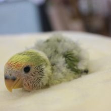 ヒナヒナ★手乗りコザクラインコ（タイガーチェリー）