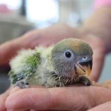 手乗りコザクラインコ（オパーリン）ヒナちゃん★
