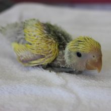 手乗りコザクラインコ（タイガーチェリー）ヒナちゃん②