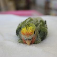 手乗りコザクラインコ（タイガーチェリー）ヒナちゃん①