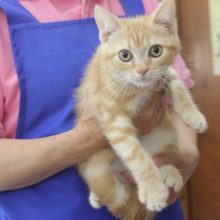 ホヤホヤ画像更新★見た目はｸｰﾙだけど甘えん坊♡ｱﾒﾘｶﾝｼｮｰﾄﾍｱ♂