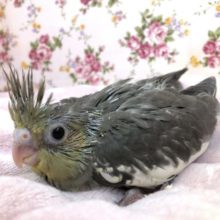 ４羽来ました　オカメです　２羽目　６／２撮影