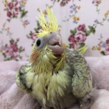 ４羽来ました　オカメです　4羽目　６／２撮影