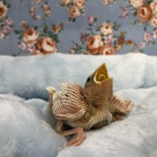 白文鳥も来ました　６／９撮影