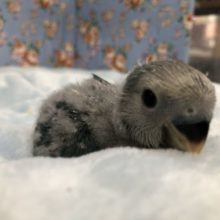 人気です　コザクラブルーチェリー　６／１８撮影