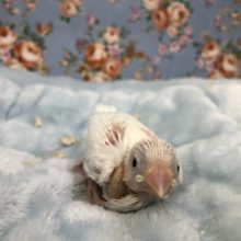 白文鳥  今週も登場　６／１８撮影