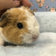 ぬいぐるみ！？　テッセルモルです　６／２３撮影