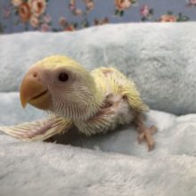 クリームカラー？　来ました　６／２３投稿