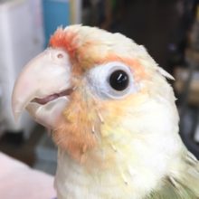 ウロコインコ（ブルーパイナップル）　２０２１年２月生まれ　