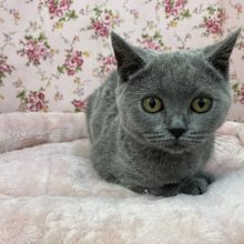 丸顔！！ブリティッシュショートヘアの女の子　2021.6/25撮影