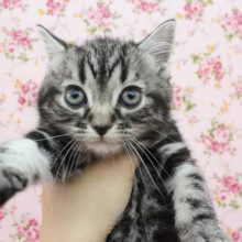 おでこにＭ字☆アメリカンショートヘアー・女の子！