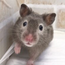 やさしい色合い！セーブルハムスター　男の子！