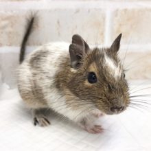 白い毛多めなデグー（パイド）　男の子！