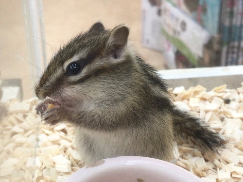 シマリス（ノーマル）