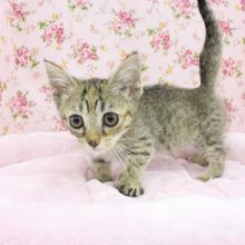 カワイイ×ワイルド☆ジェネッタ・女の子！