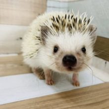 早食い！？ヨツユビハリネズミちゃん(パイド)