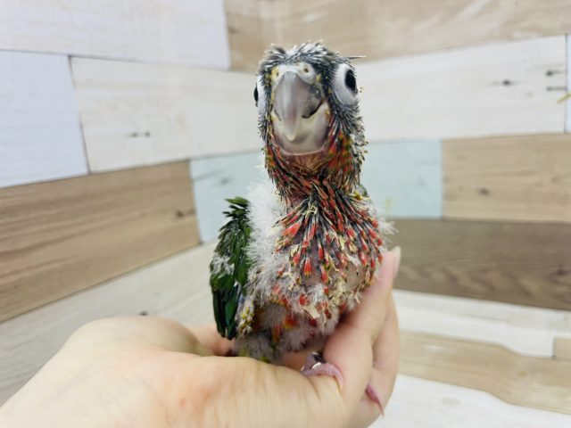 ホオミドリウロコインコ