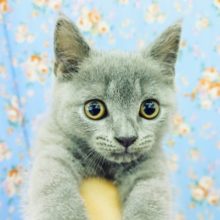 お口ちっちゃめ？？ブリティッシュショートヘアーの男の子入荷いたしました♥️
