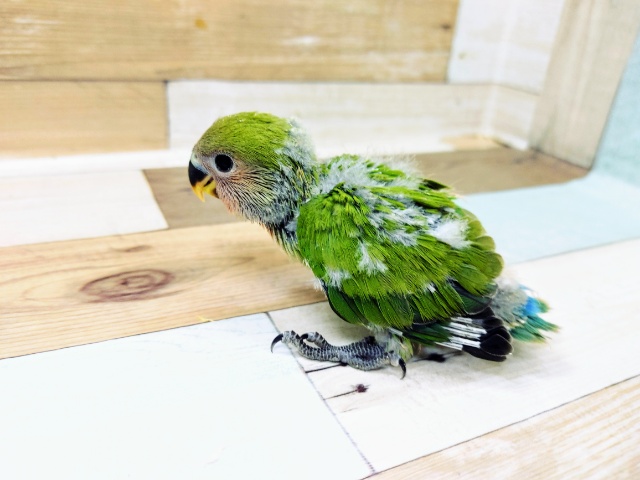 コザクラインコ（小桜インコ）