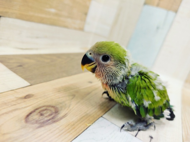 コザクラインコ（小桜インコ）