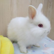 フワフワわたあめみたいなウサギさん来ました〜