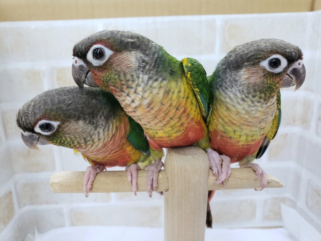 ワキコガネウロコインコ